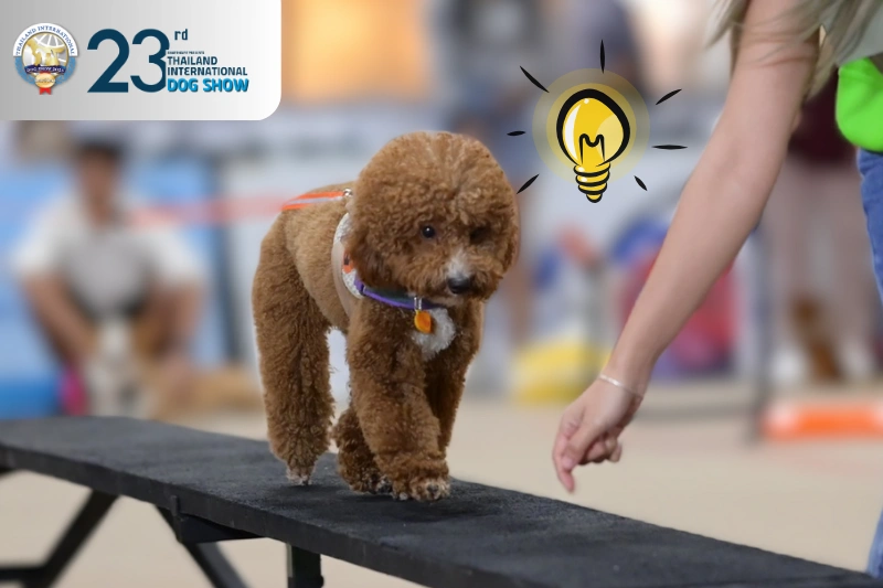 bounce-dog2025-featured-rv02