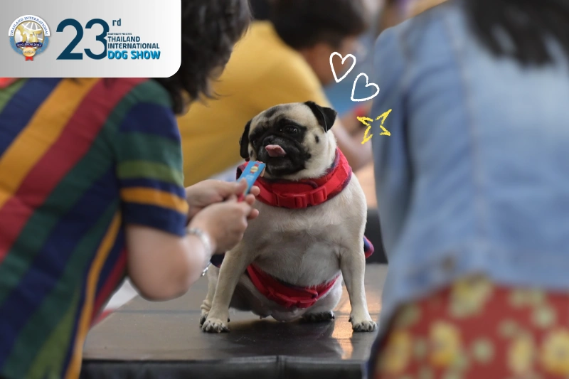 dog-licking2025-featured-rv02