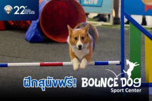 dog-traning-bounceth-featured