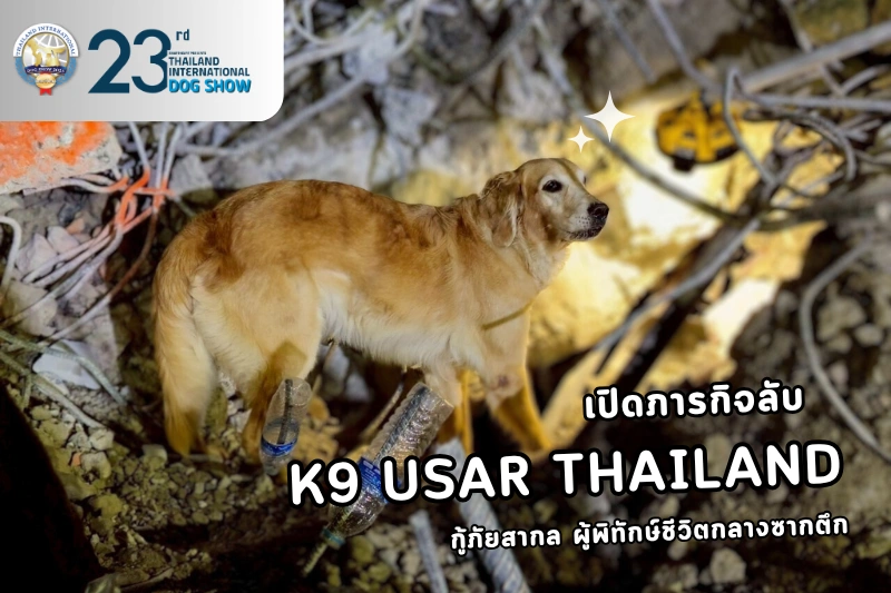 k9-usar-thailand-featured-img
