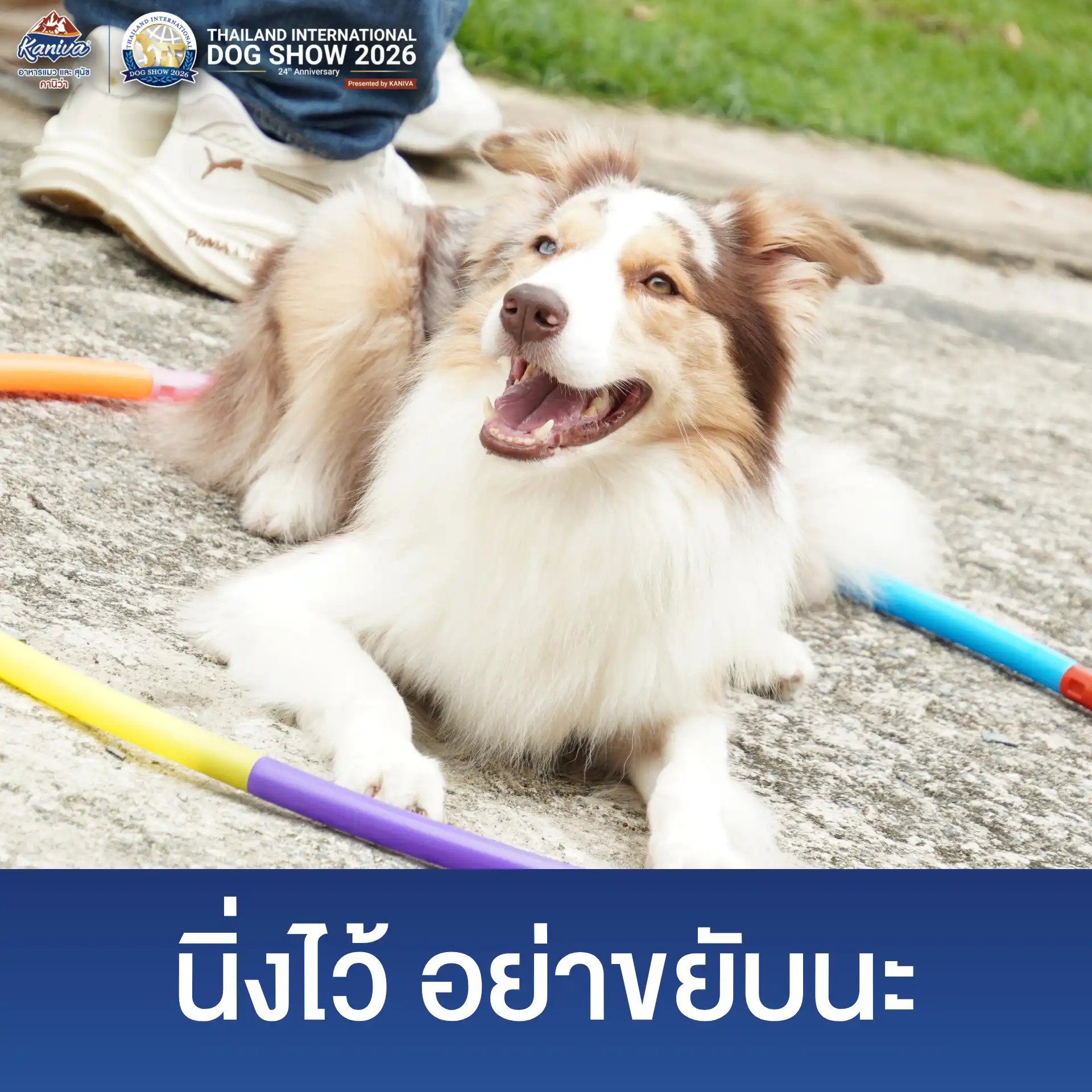 Dog Show 2026 - Website (6)